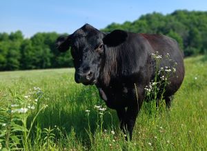 cow_head_on_horizontal.jpg