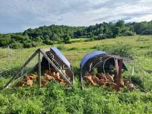 pastured_chickens.jpg