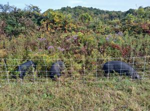 pastured_pigs.jpg